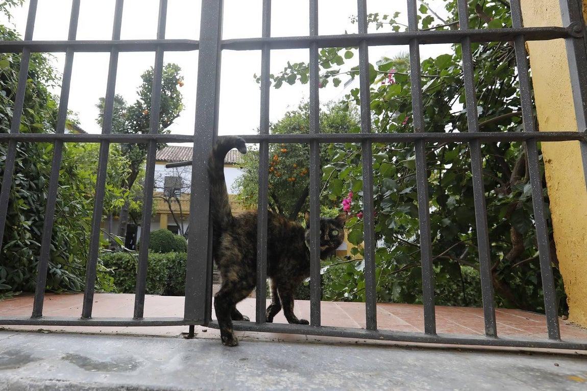 La calle Muñices de Córdoba, en imágenes