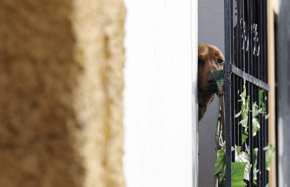 La calle Muñices de Córdoba, en imágenes