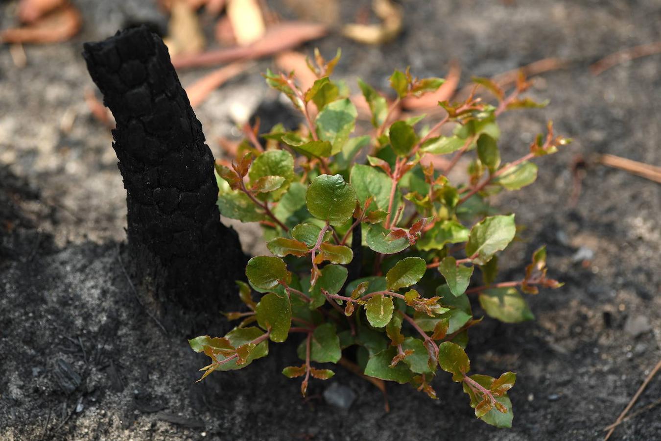 Así se abre la vida en los bosques de Australia tras los incendios