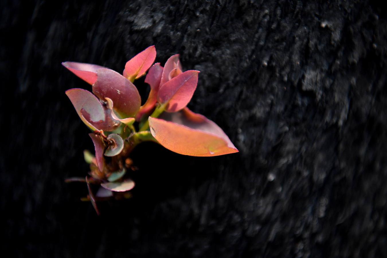 Así se abre la vida en los bosques de Australia tras los incendios