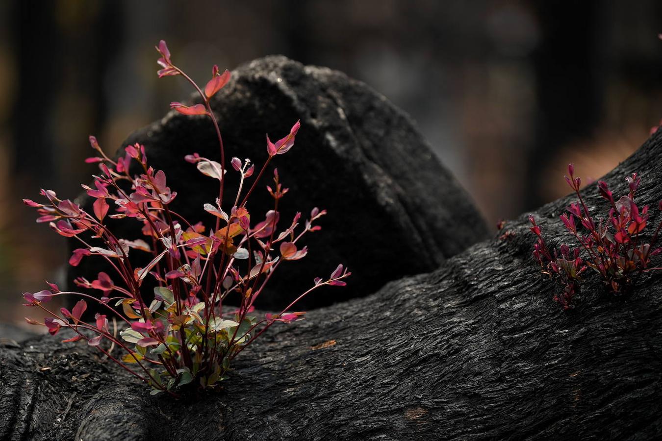 Así se abre la vida en los bosques de Australia tras los incendios