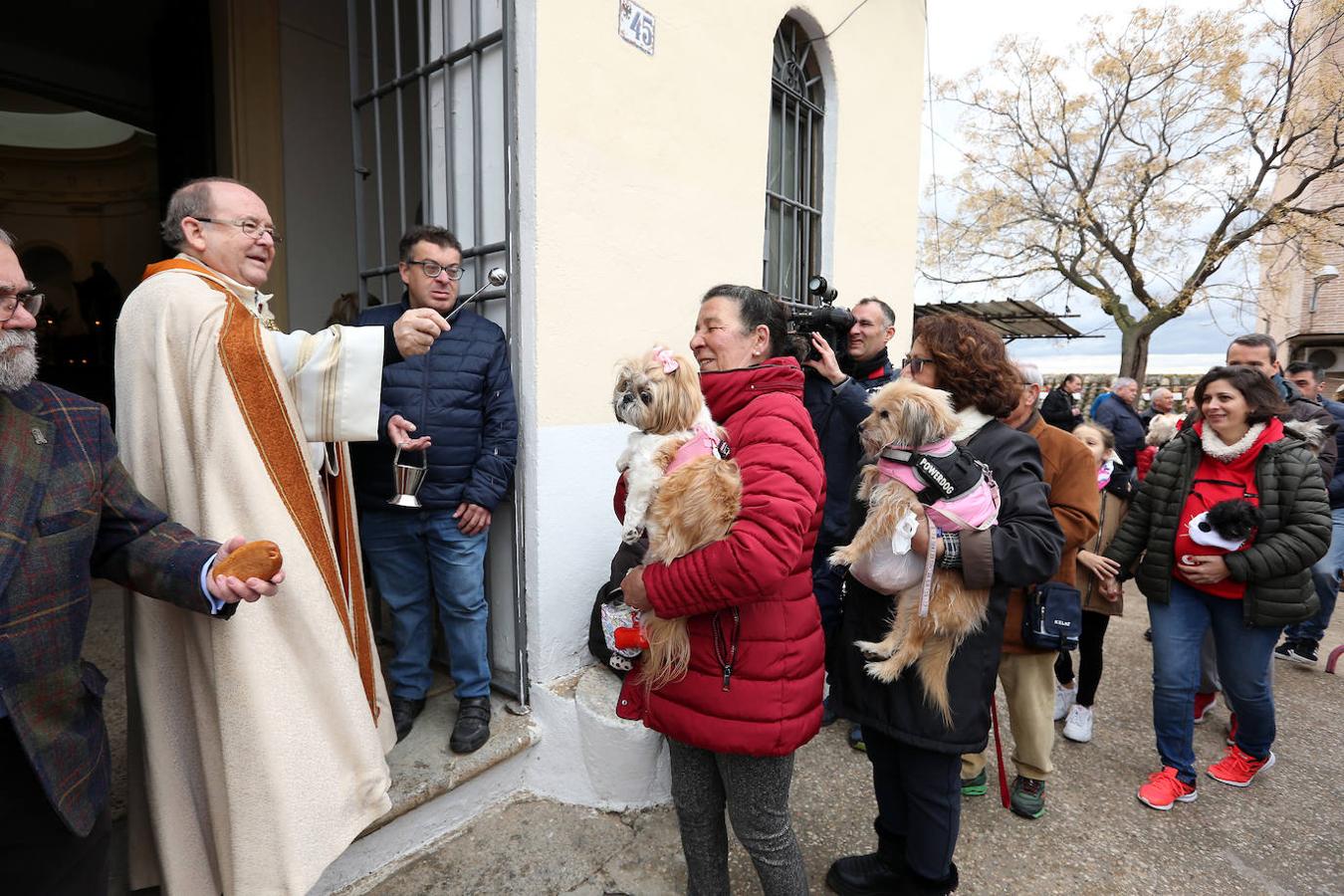 En imágenes: las mascotas de Toledo se rinden a San Antón