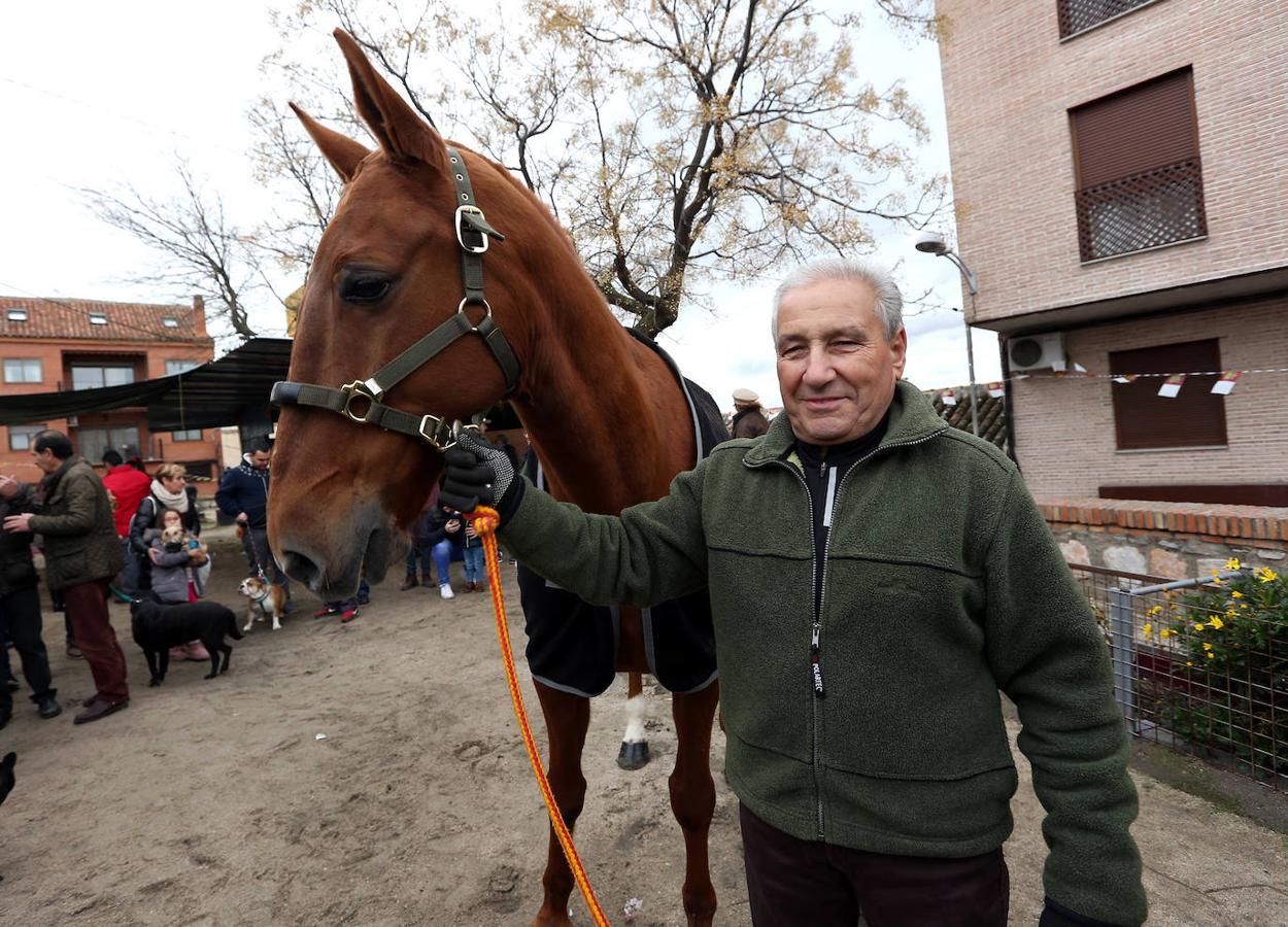 En imágenes: las mascotas de Toledo se rinden a San Antón