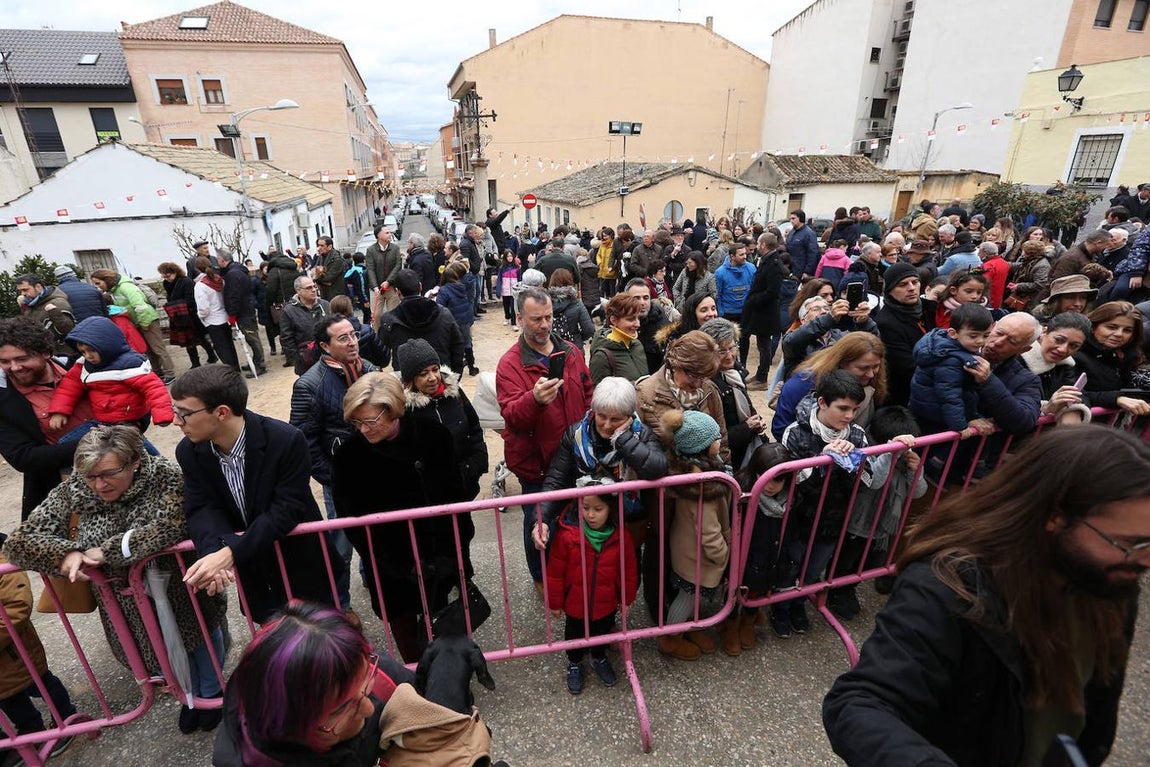 En imágenes: las mascotas de Toledo se rinden a San Antón