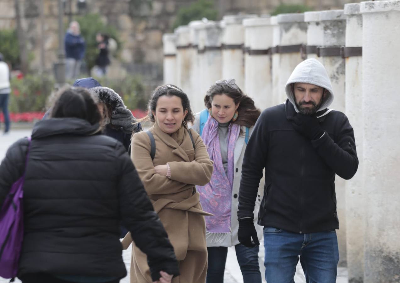 En imágenes, el frío y el viento hace temblar a Sevilla