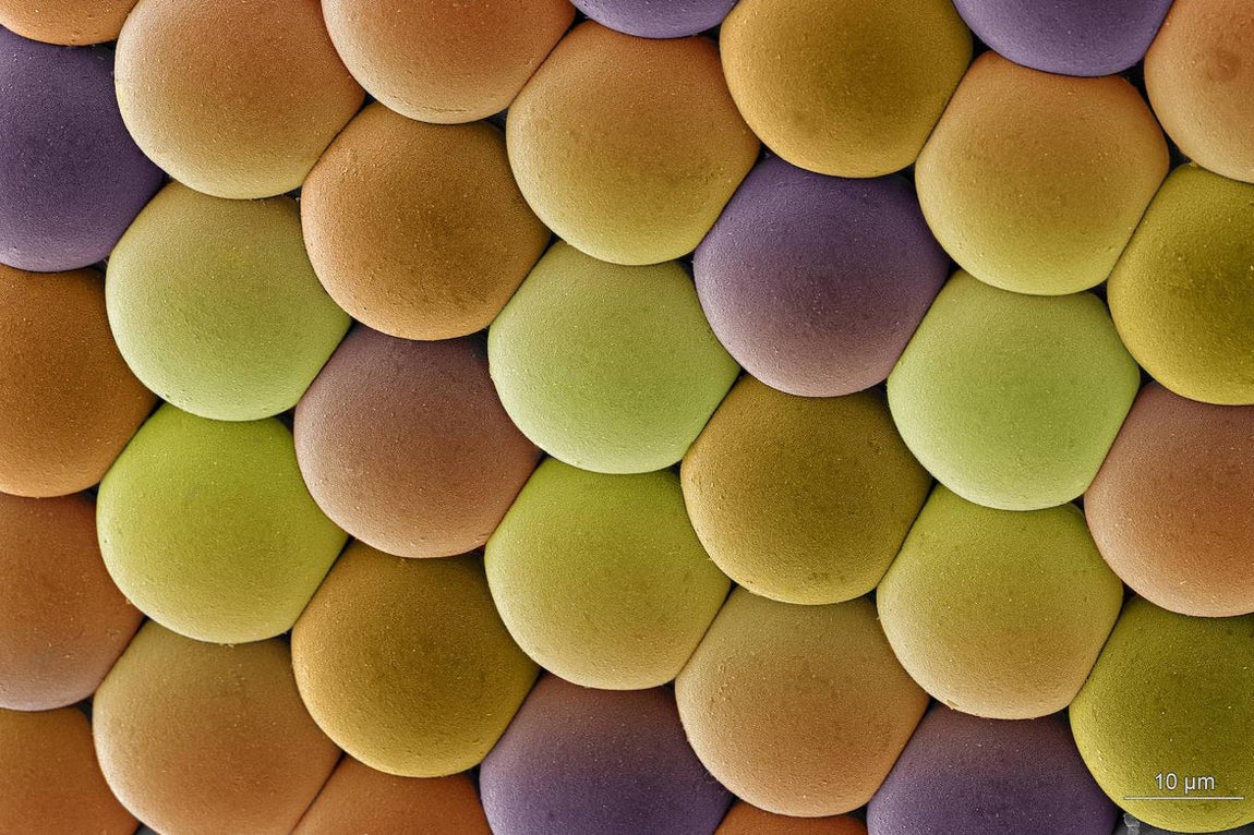 ‘Candy’. Lejos de un conjunto de deliciosos caramelos, esta foto muestra un grupo de unidades fotorreceptoras (omatidios) de las miles que forman los grandes ojos compuestos de los mosquitos. Aunque la visión de estos insectos aún no se comprende del todo, es evidente que no ven como los humanos. Se cree que su sentido de la vista no tiene mucha definición y que pueden ver a entre 5 y 15 metros de distancia. Parece ser que a menos de un metro se guían por el calor, ya que pueden percibir el espectro infrarrojo.