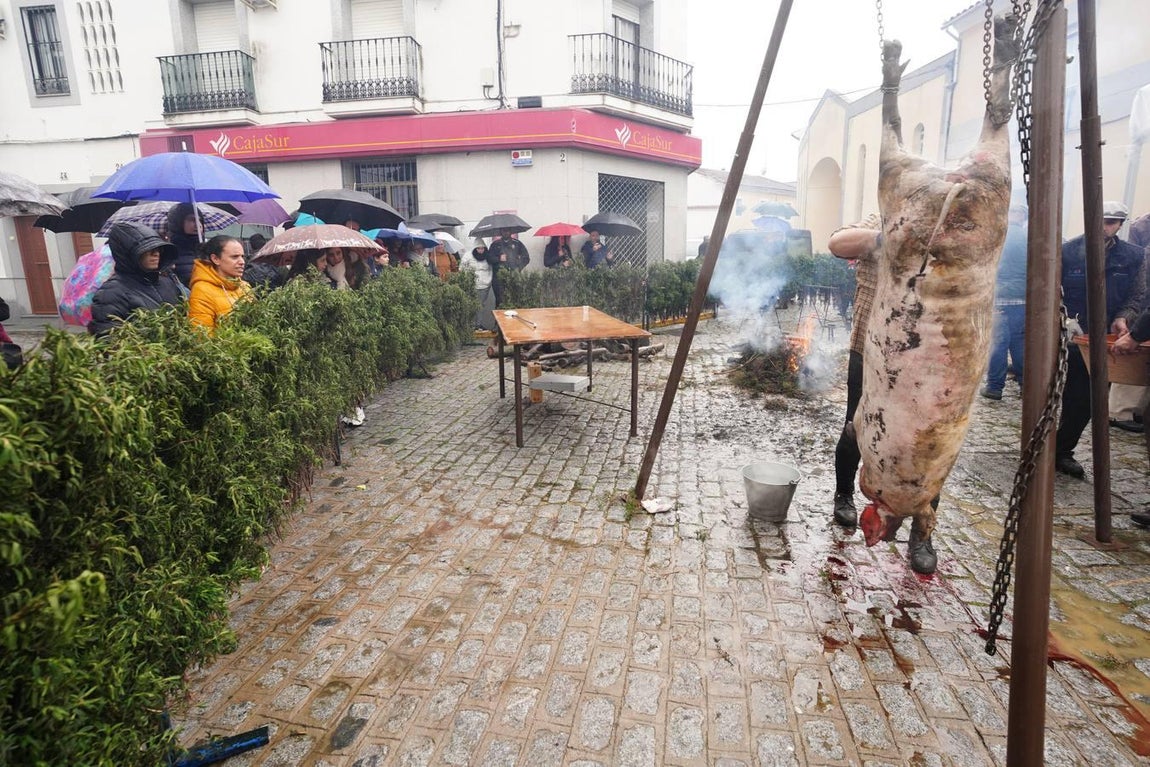 La Fiesta de la Matanza en Alcaracejos, en imágenes