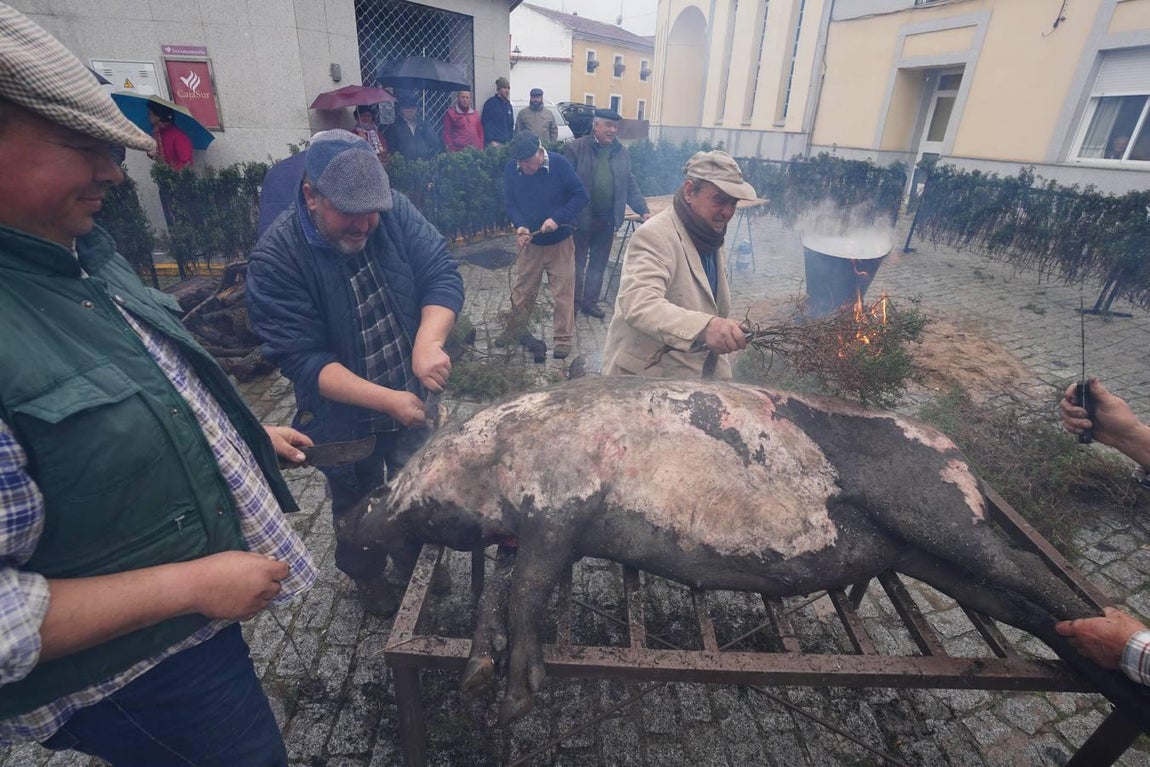 La Fiesta de la Matanza en Alcaracejos, en imágenes