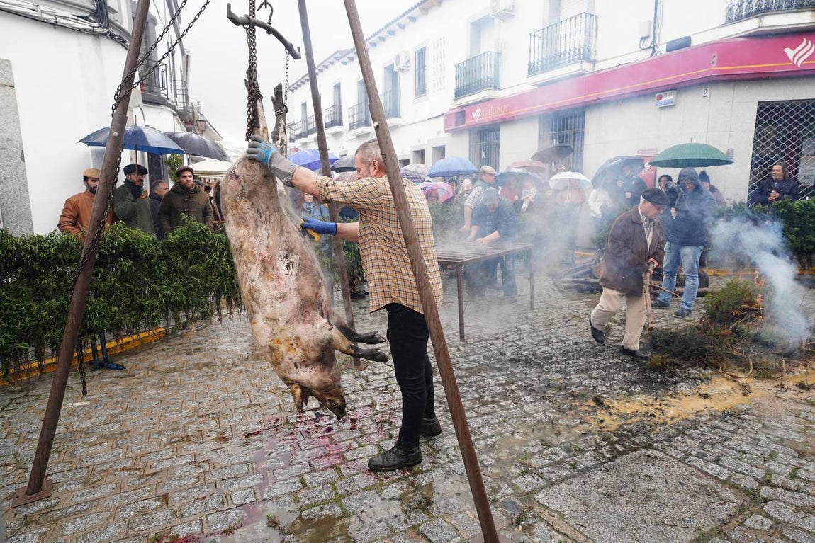 La Fiesta de la Matanza en Alcaracejos, en imágenes