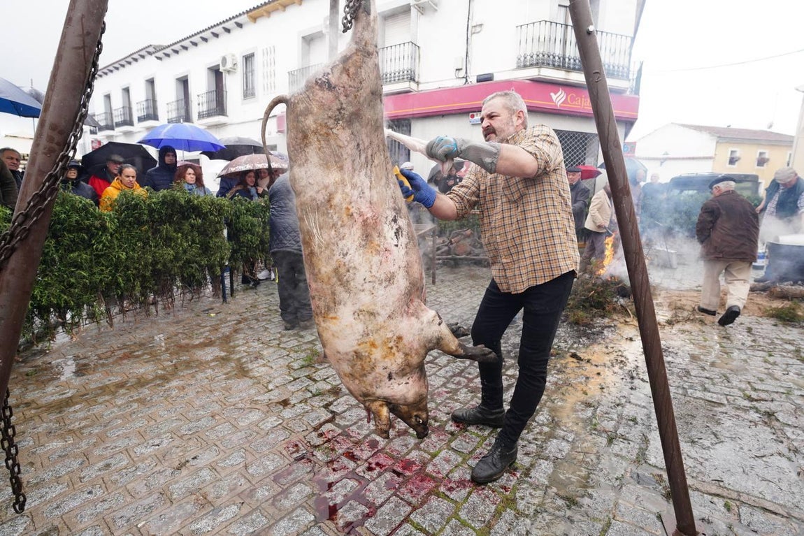 La Fiesta de la Matanza en Alcaracejos, en imágenes