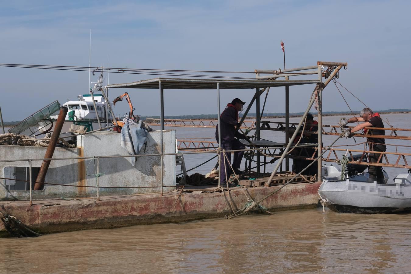 FOTOS: Golpe de la Guardia Civil a la pesca ilegal de angulas en el Guadalquivir