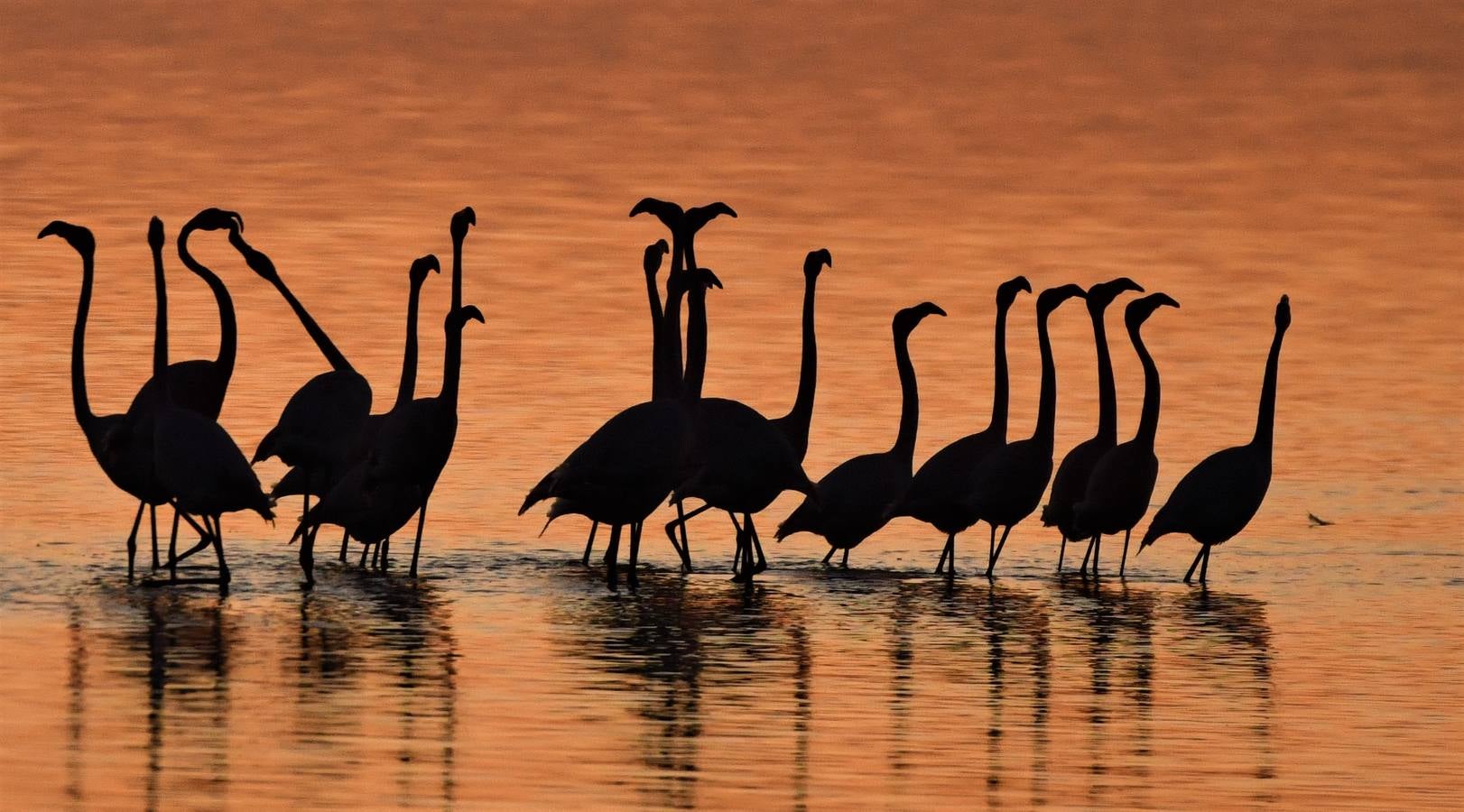 Impresionantes imágenes del corazón de Doñana