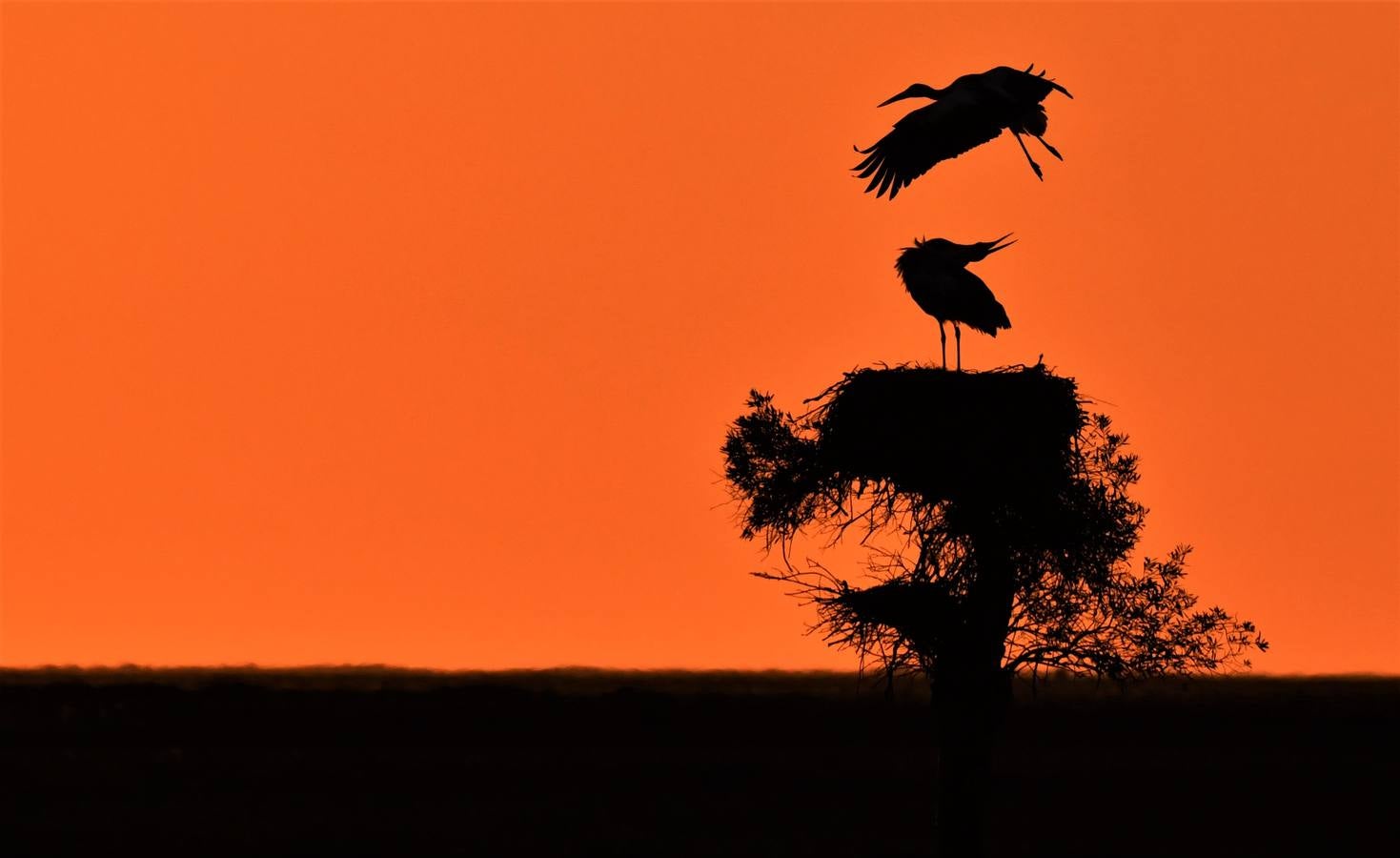 Impresionantes imágenes del corazón de Doñana