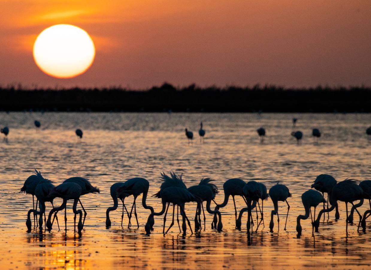 Impresionantes imágenes del corazón de Doñana