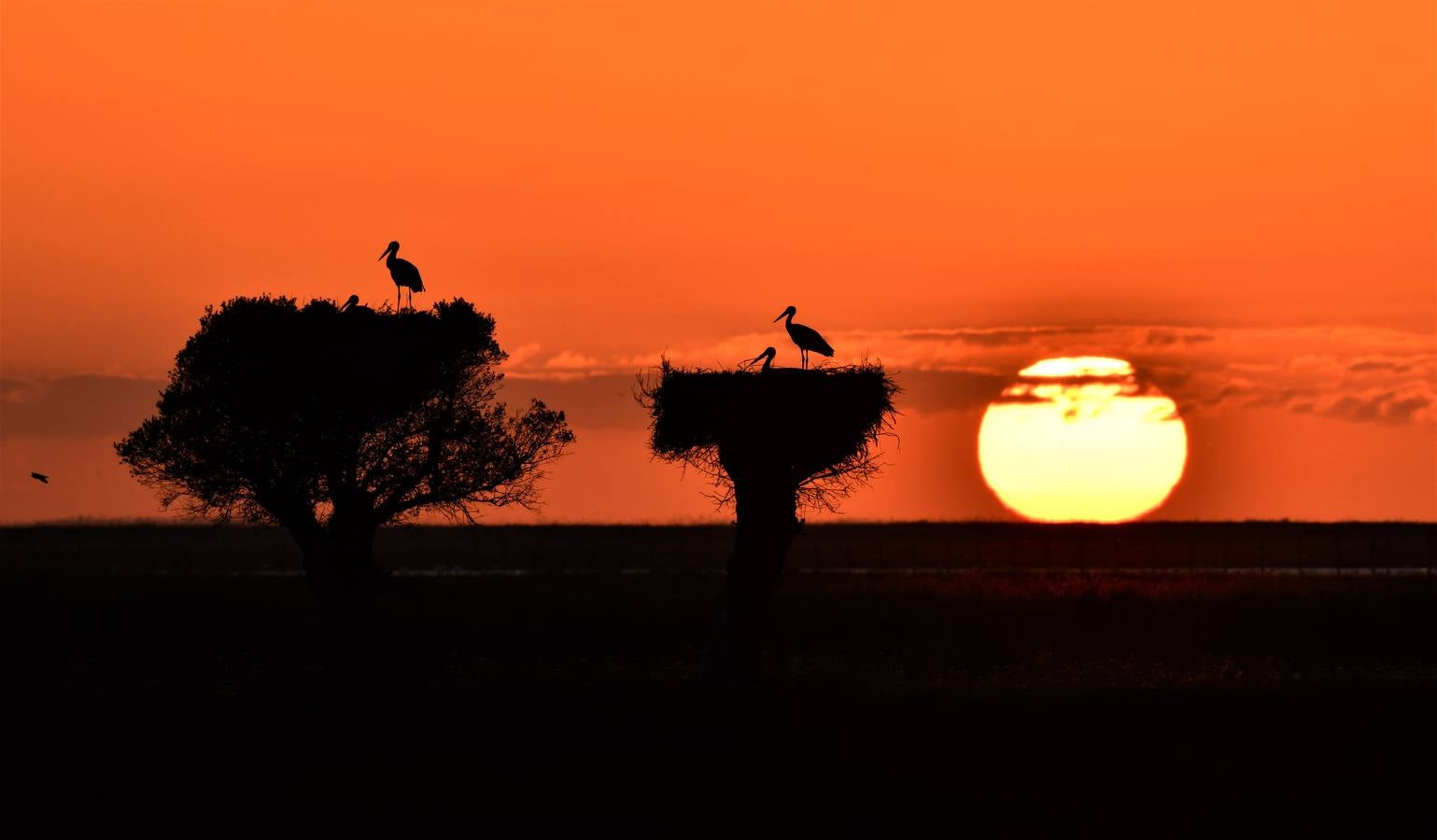 Impresionantes imágenes del corazón de Doñana