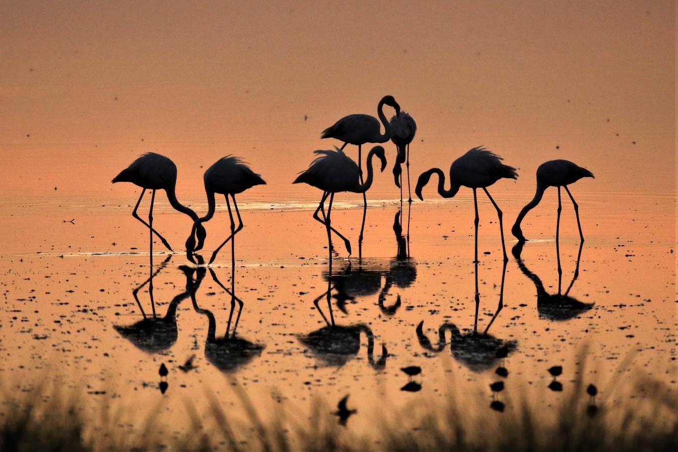 Impresionantes imágenes del corazón de Doñana