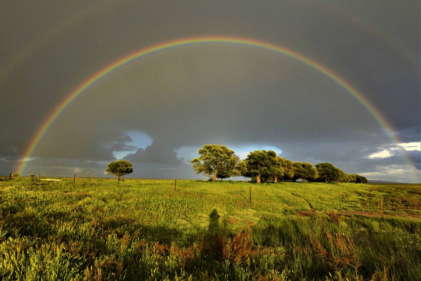 Doñana, realidad impresionista de febrero