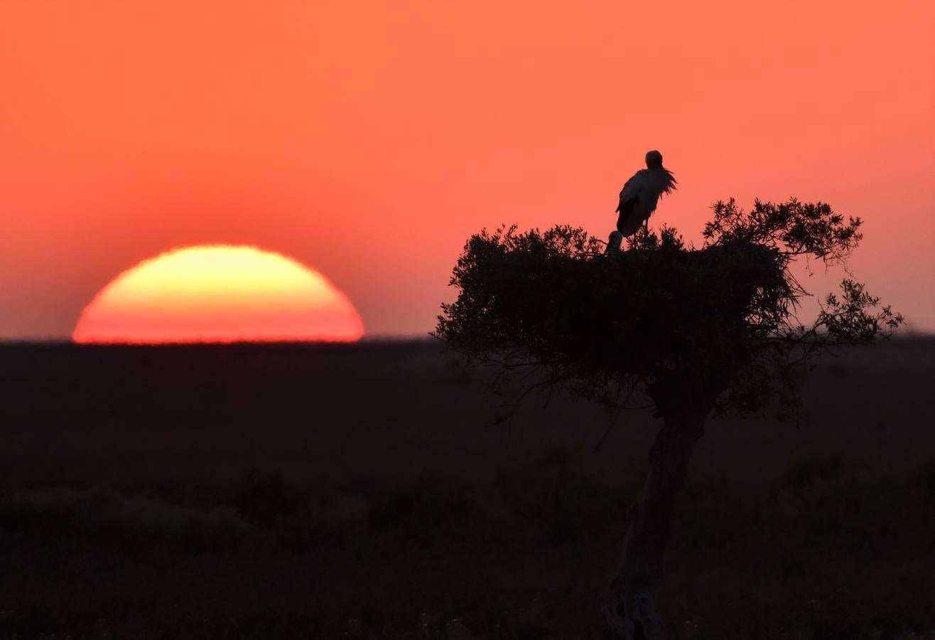 Impresionantes imágenes del corazón de Doñana