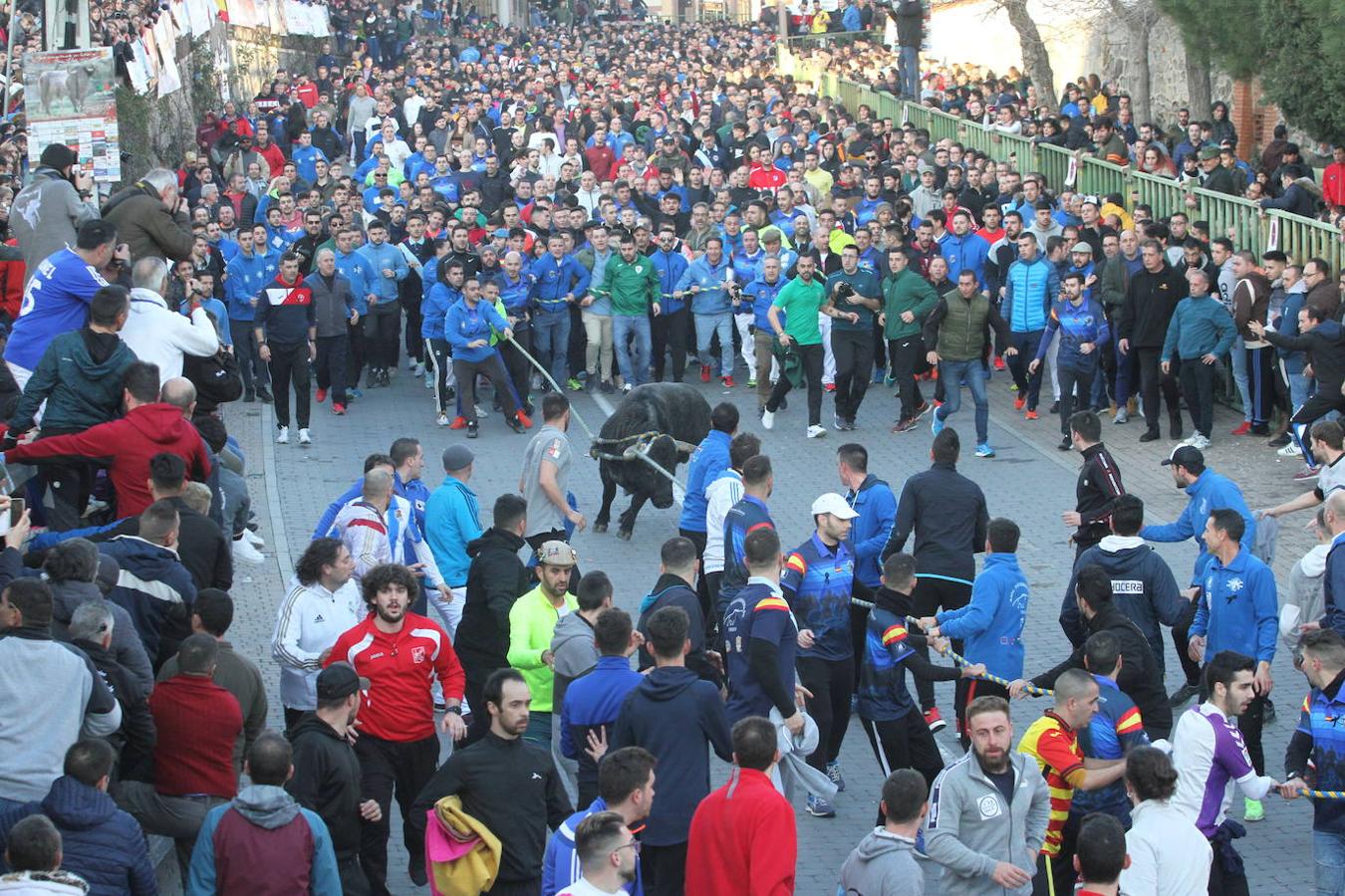 El toro enmaromado de San Blas