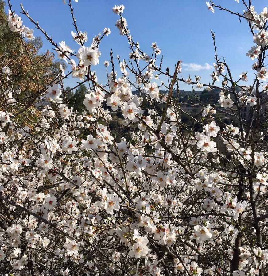 En imágenes: los almendros en flor del Valle de Toledo