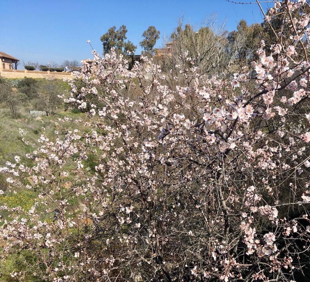 En imágenes: los almendros en flor del Valle de Toledo