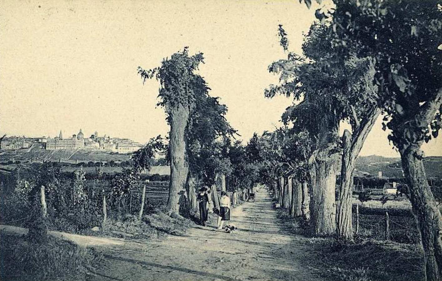 Árboles y huertas de la Vega Baja hacia 1925 en una postal de Grafos. Archivo Municipal de Toledo. 