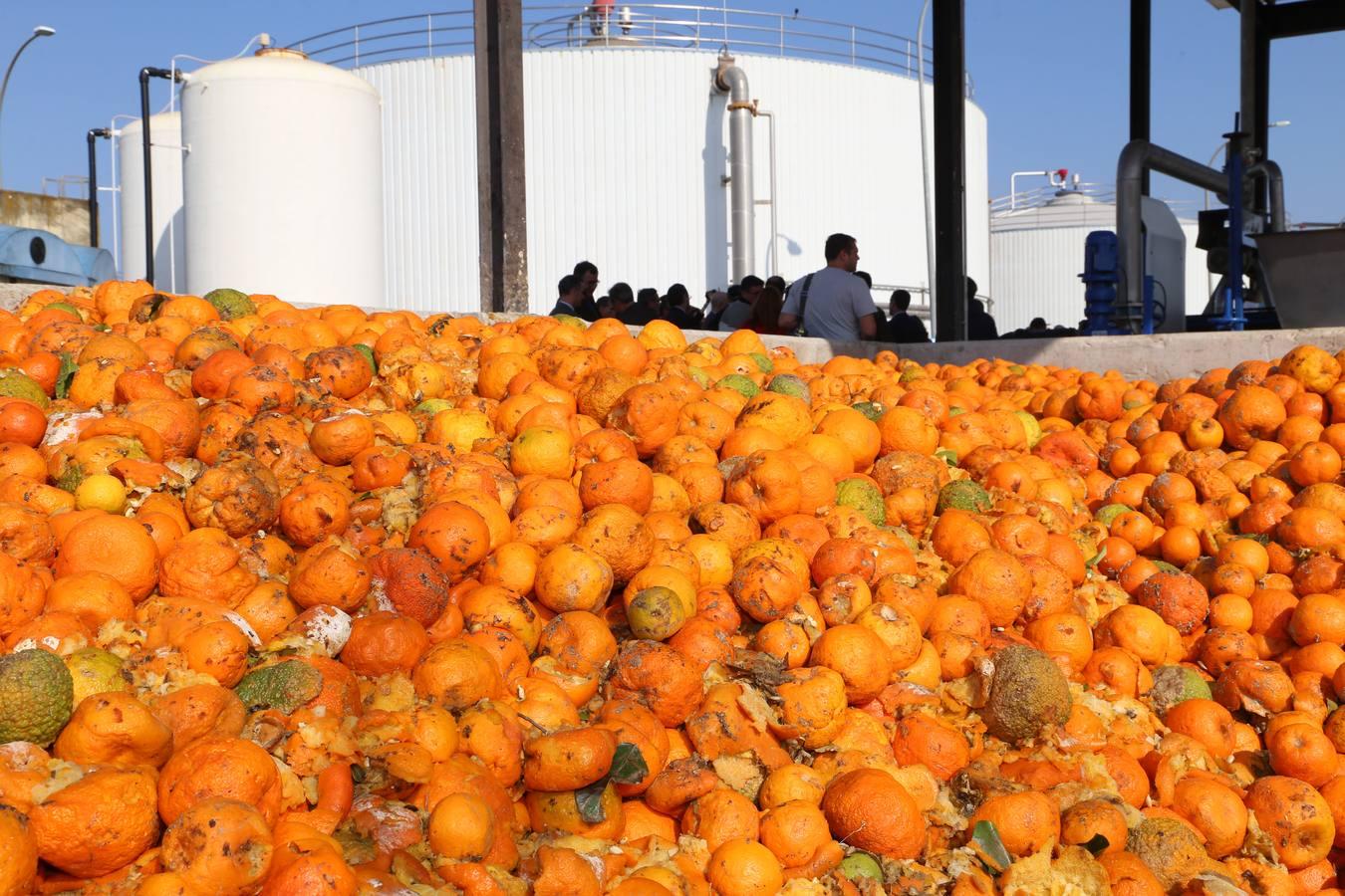 La depuradora del Copero funciona con naranjas amargas