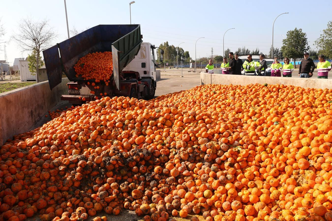 La depuradora del Copero funciona con naranjas amargas