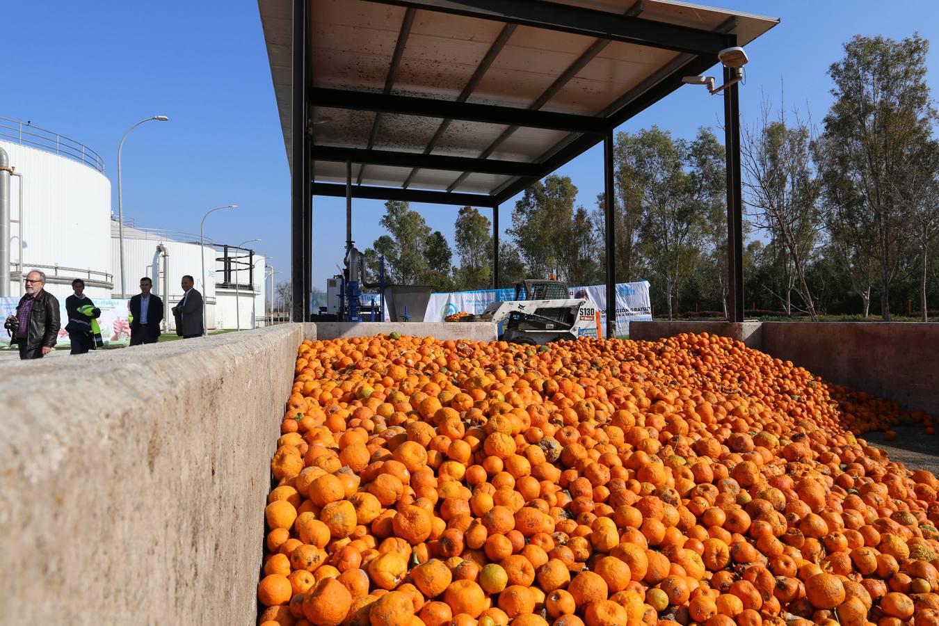 La depuradora del Copero funciona con naranjas amargas