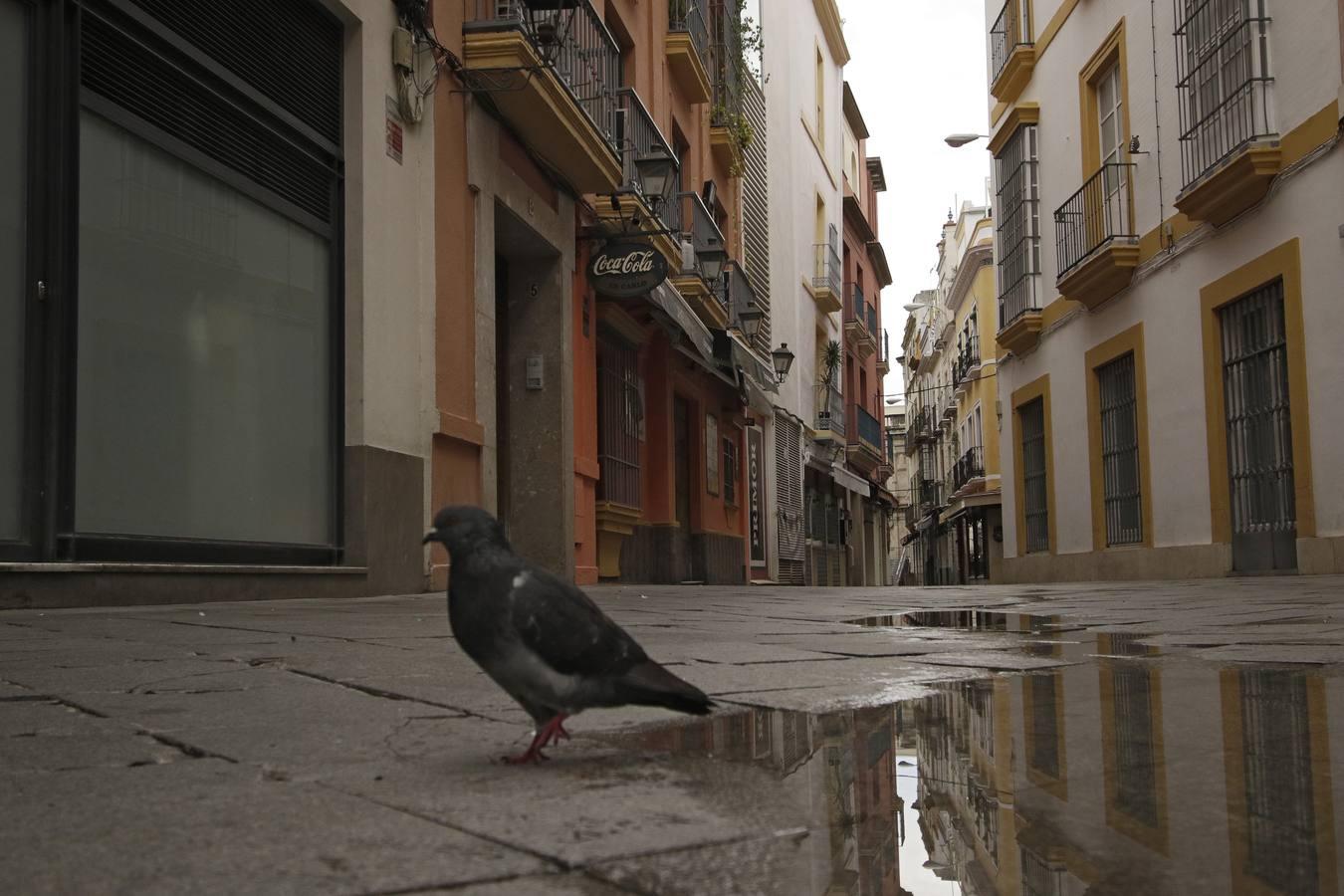 El coronavirus convierte a Sevilla en una ciudad fantasma