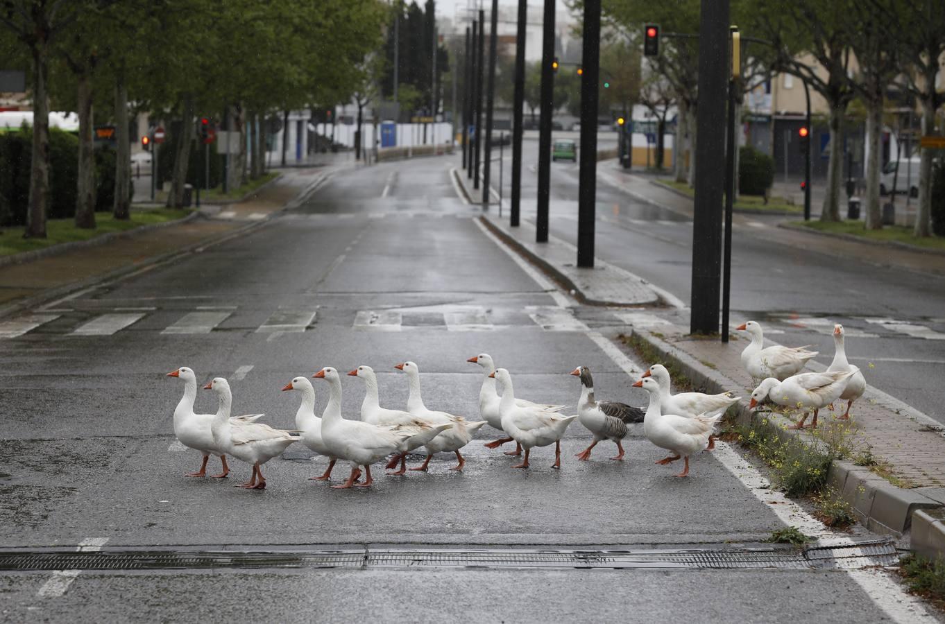 Las calles desiertas de un domingo de coronavirus en Córdoba, en imágenes