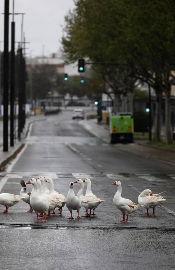 Las calles desiertas de un domingo de coronavirus en Córdoba, en imágenes