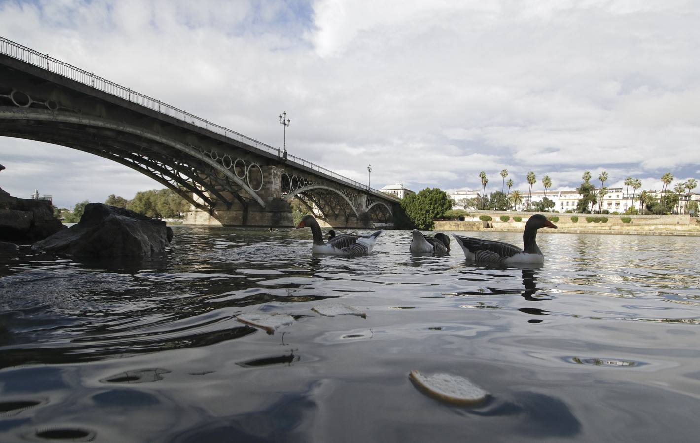 Coronavirus en Sevilla: siempre nos queda la «Esperanza»