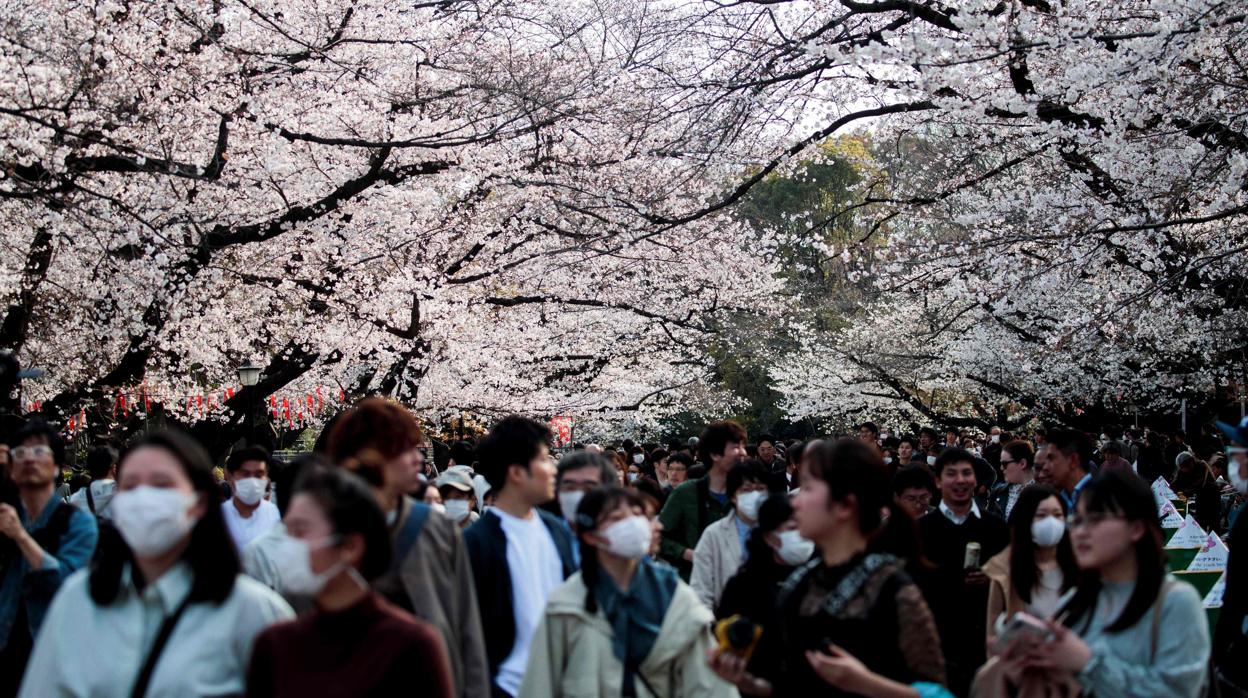 El coronavirus no impide celebrar la floración de los cerezos en Japón