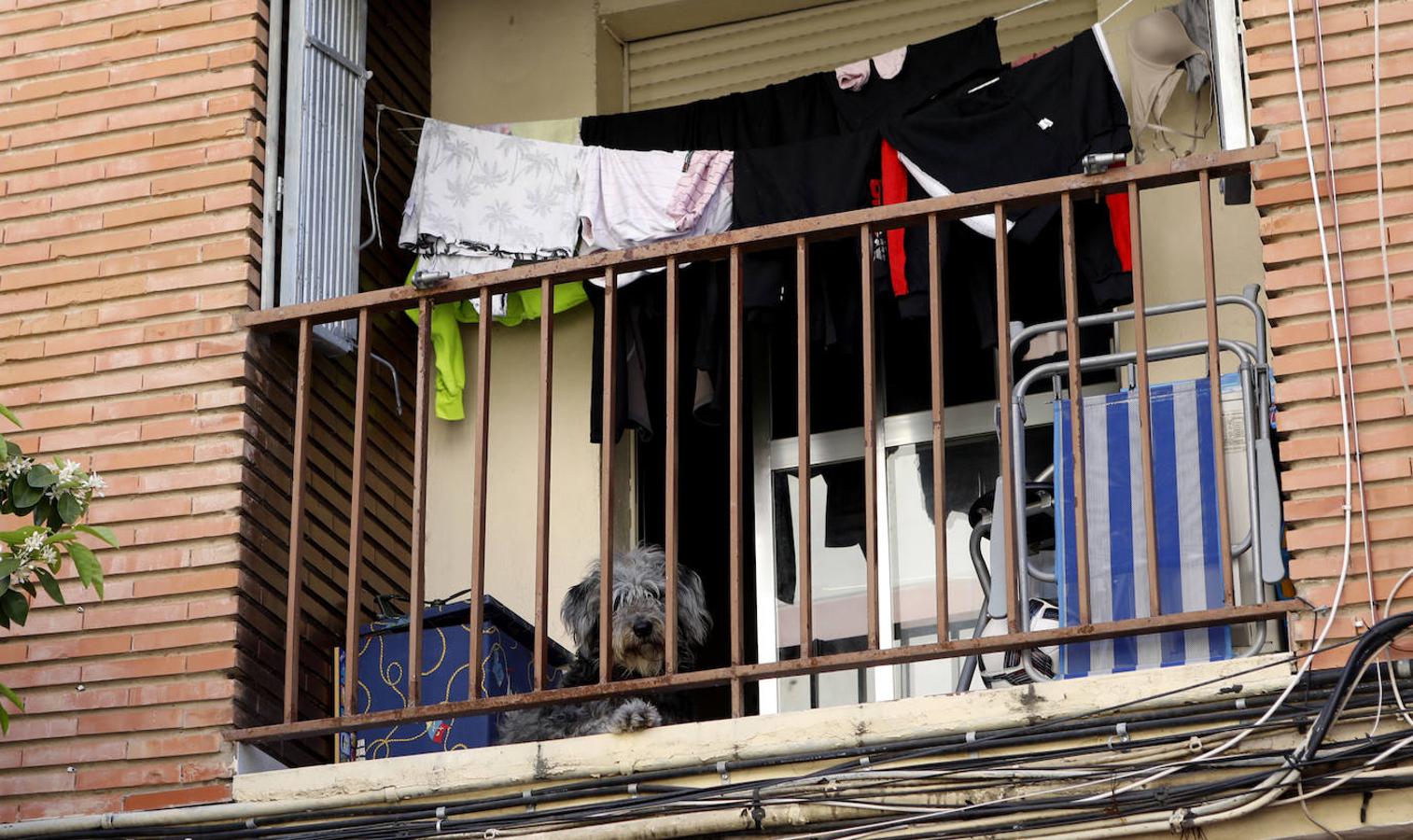 La vida en los balcones de Córdoba durante el confinamiento, en imágenes