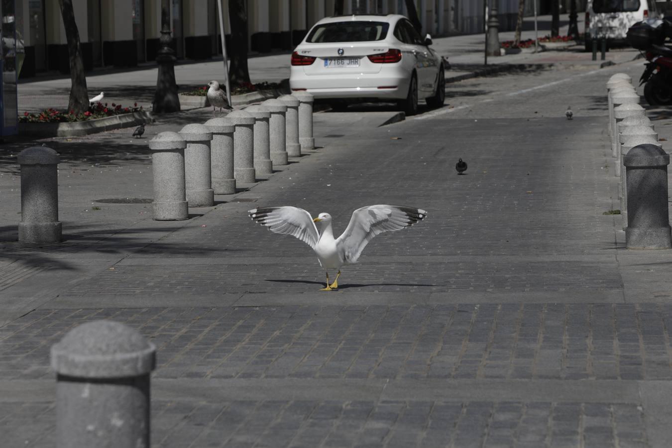 FOTOS: Las imágenes atípicas de una ciudad de Cádiz en Estado de Alarma