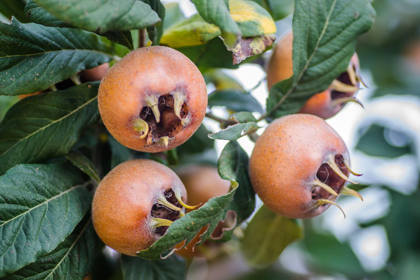 Níspero. Esta verdura de la familia de las ciruelas, manzanas o cerezas, entre otras frutas, tiene su momento óptimo de consumo en primavera y está cargada de vitamina A (218 ug por cada 100 gramos del producto), potasio (266 mg por cada 100 gramos de nísperos) y calcio (16 mg por cada 100 gramos del producto), según informan los expertos de la BEDCA.