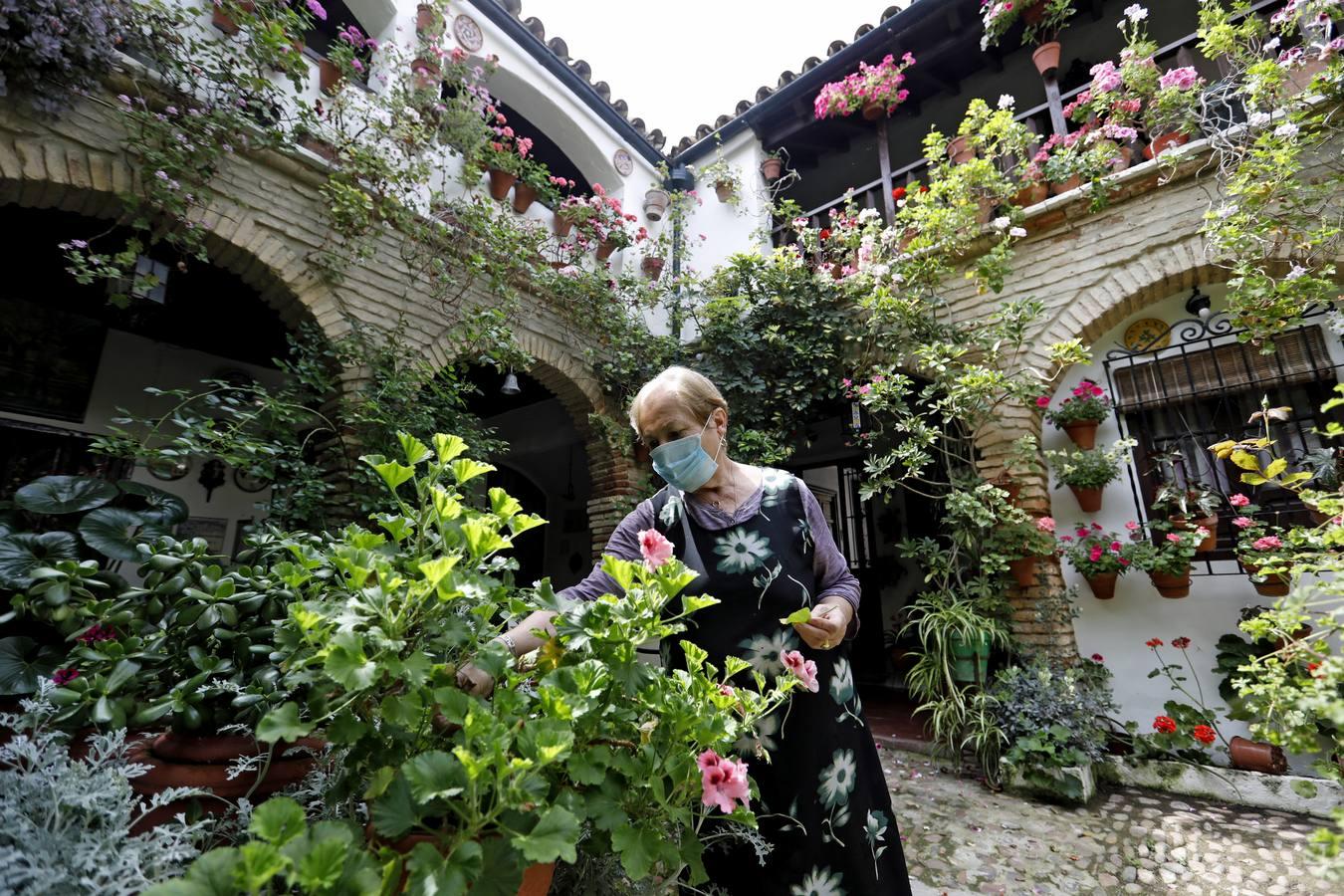 Los Patios de Córdoba florecen a puerta cerrada, en imágenes