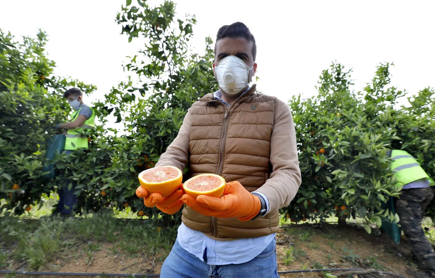 Recogida de naranjas en Sevilla en tiempos del coronavirus