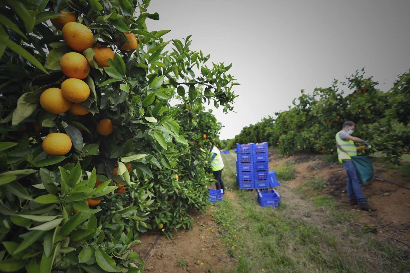 Recogida de naranjas en Sevilla en tiempos del coronavirus