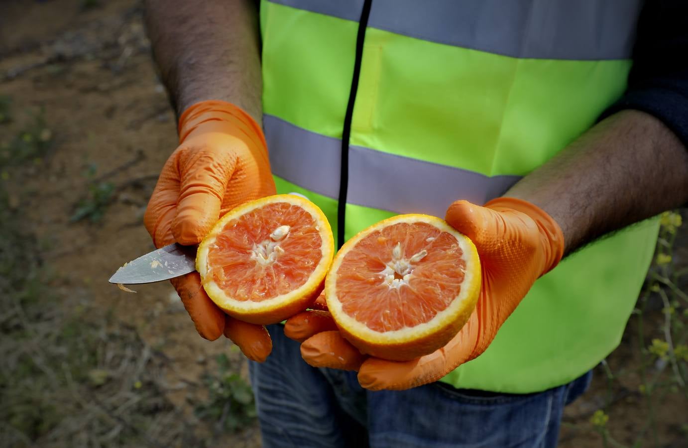 Recogida de naranjas en Sevilla en tiempos del coronavirus