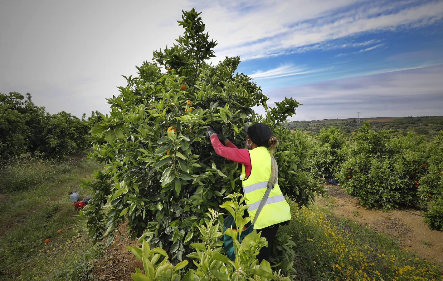 Recogida de naranjas en Sevilla en tiempos del coronavirus