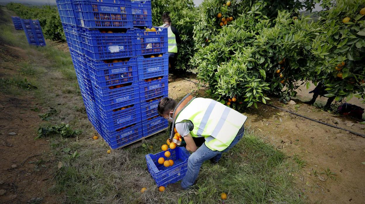 Recogida de naranjas en Sevilla en tiempos del coronavirus