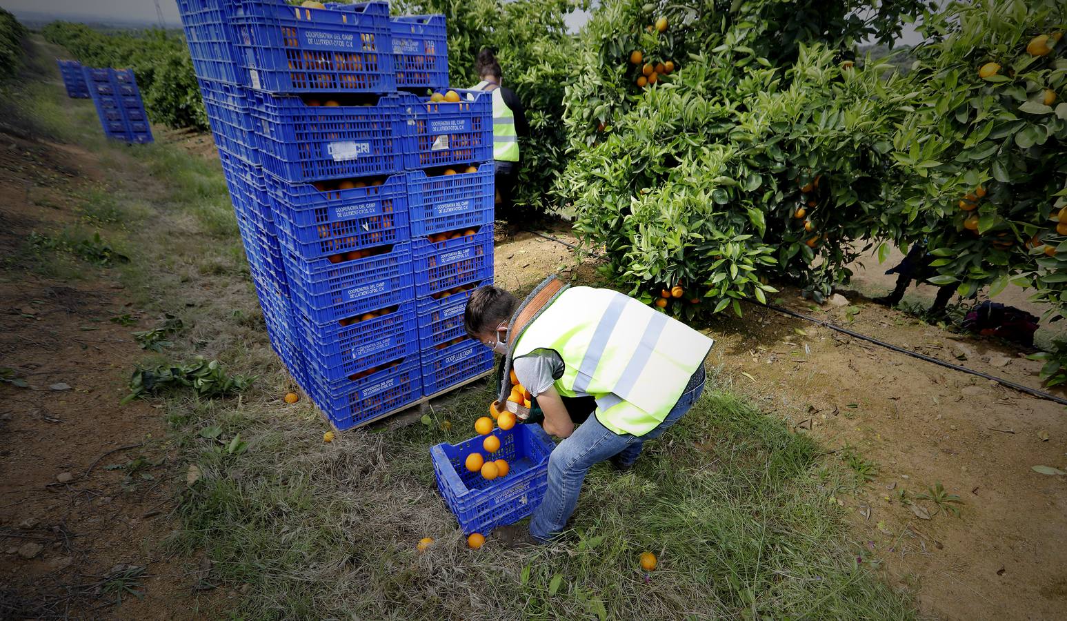 Recogida de naranjas en Sevilla en tiempos del coronavirus