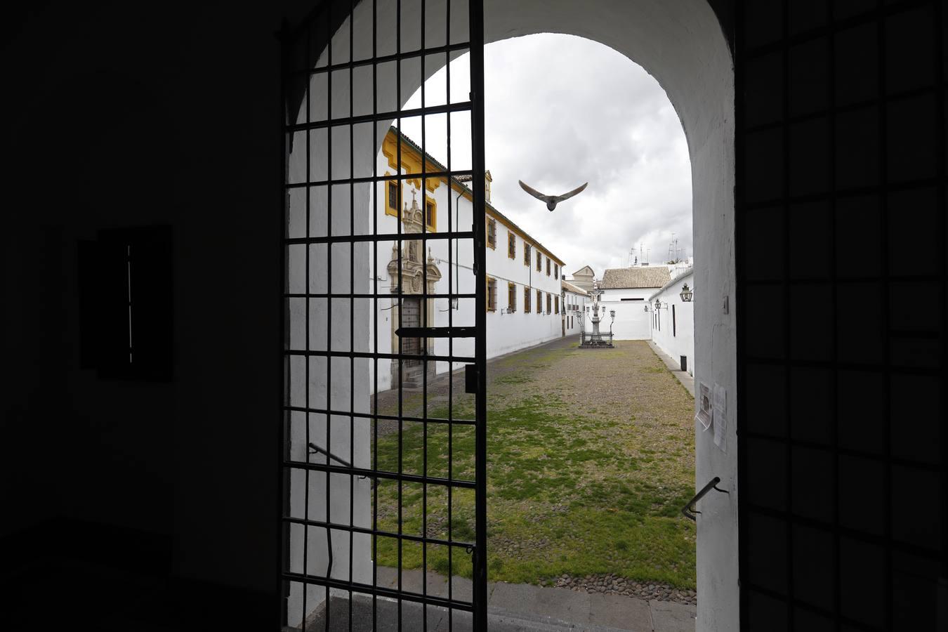 El poético tapete verde de la plaza de Capuchinos de Córdoba, en imágenes