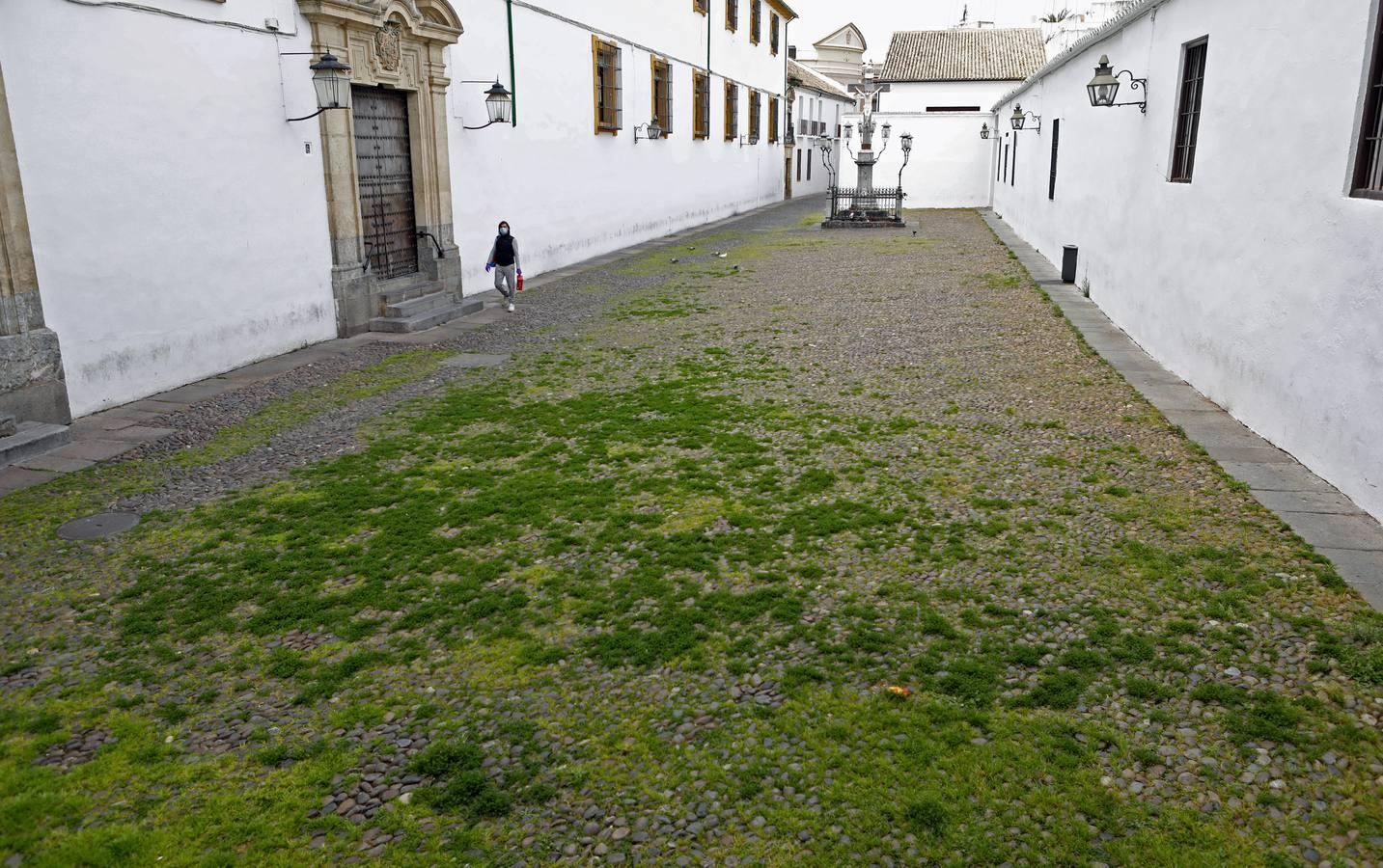 El poético tapete verde de la plaza de Capuchinos de Córdoba, en imágenes