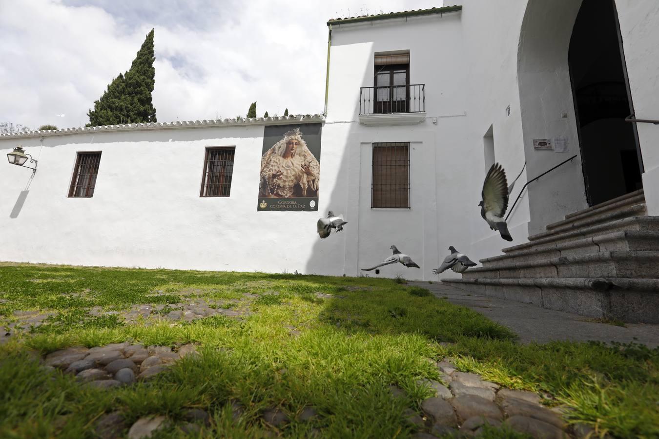 El poético tapete verde de la plaza de Capuchinos de Córdoba, en imágenes