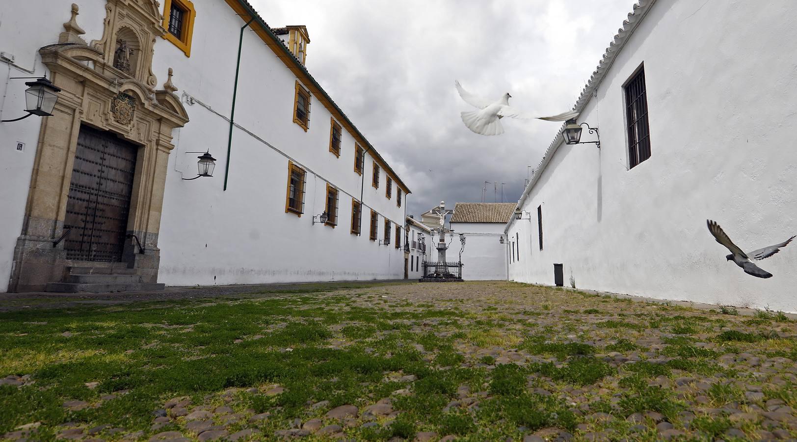 El poético tapete verde de la plaza de Capuchinos de Córdoba, en imágenes