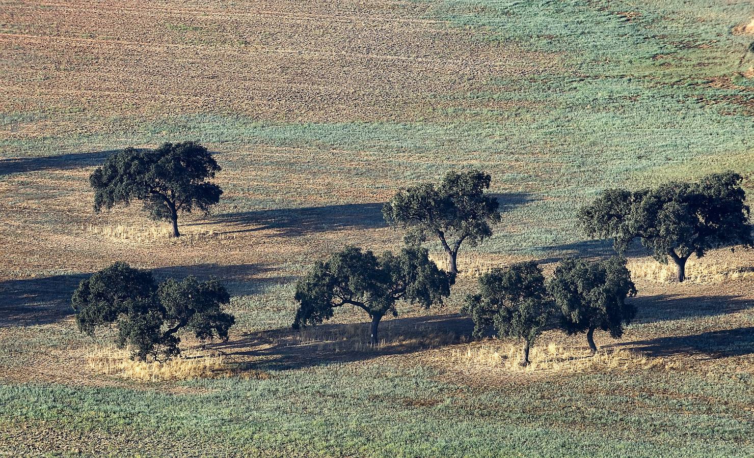 Aniversario del desastre ecológico de Aznalcóllar