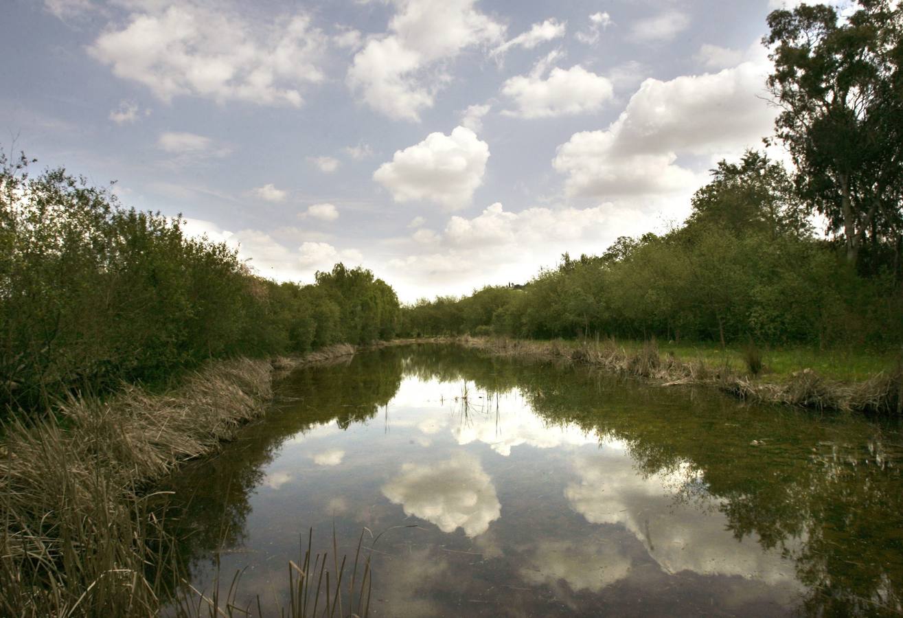 Aniversario del desastre ecológico de Aznalcóllar